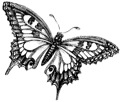 Butterfly 3 Lg