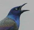 Common Grackle