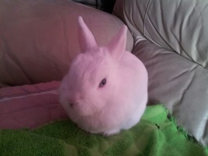 Introducing my Bunny! He's the real life version of Snowball.