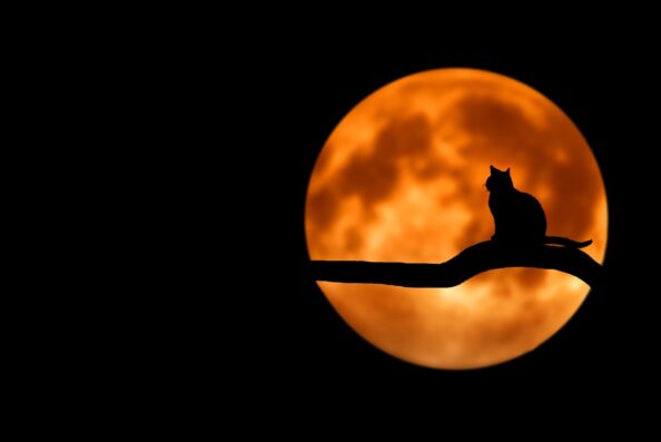Photo by Pixabay: https://www.pexels.com/photo/photography-of-cat-at-full-moon-35888/