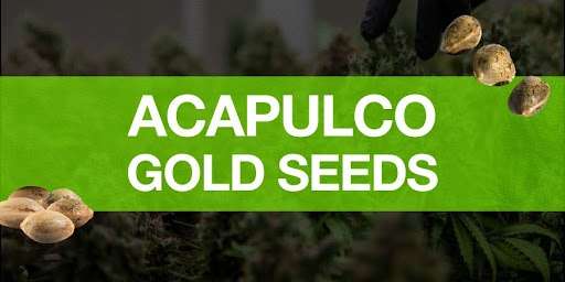 Discover the complete 2025 guide to Acapulco Gold cannabis seeds. Explore its effects, growing traits, THC levels, and the best seed banks offering authentic genetics.