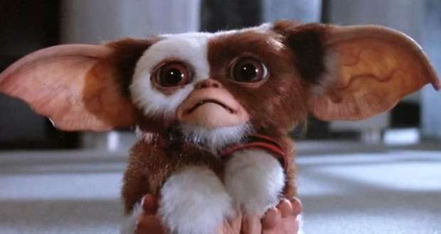 Gizmo From Gremlins