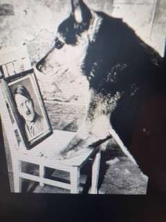 Blondi staring at a picture of Master Adolf Hitler.