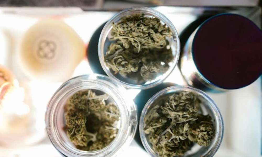 Strongest Weed Strains to Grow High THC and High CBD Picks for Serious Cultivators (Large)
