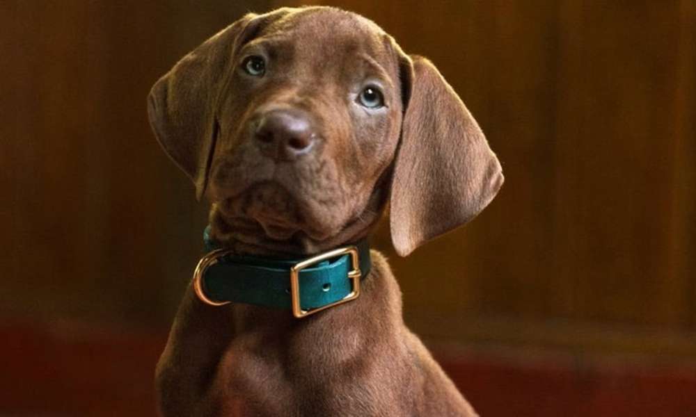 Scooby Doo Netflix