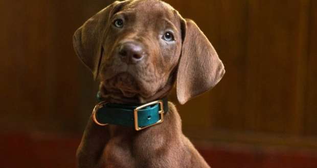 Scooby Doo Netflix